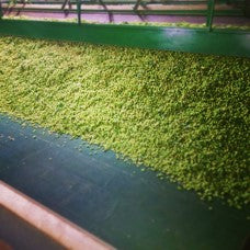 All about hops