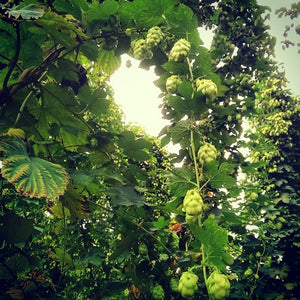 Focus on Hops