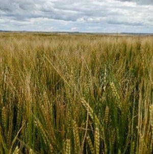 Harvest 2023