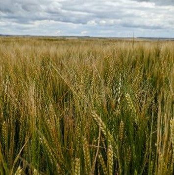 Harvest 2023