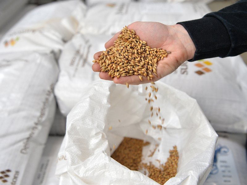 All about malting