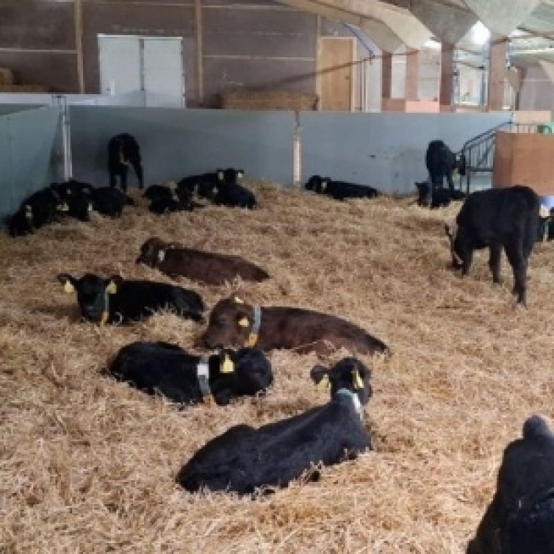 Directors Diary Farm Life