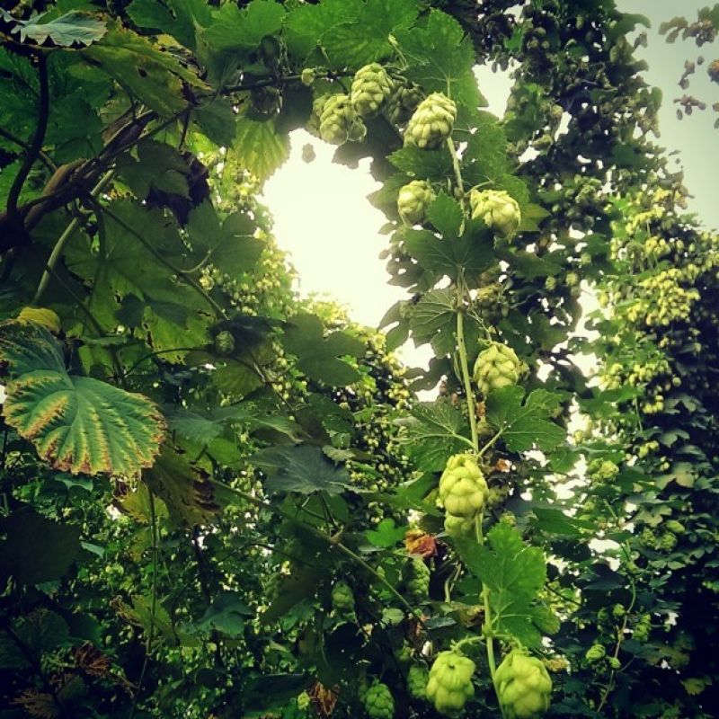 Directors Diary Focus On Hops 2