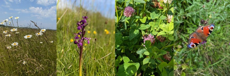 Wold Top Flora and Fauna