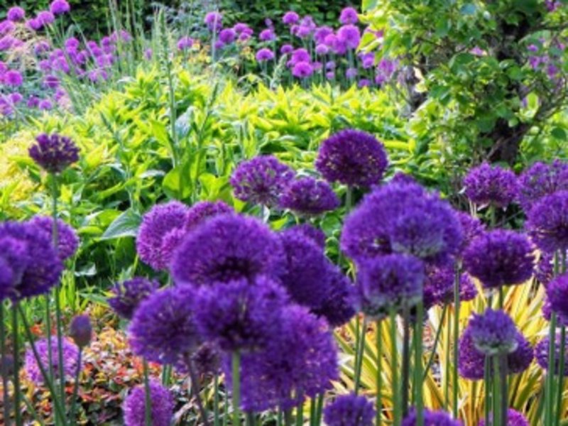 Welcome To Our Virtual Garden Tour 1