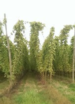 Hops_480x480.jpg