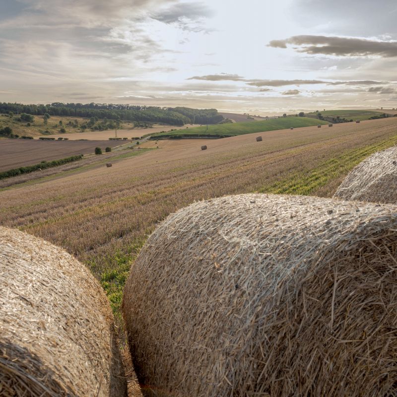 Harvest at Wold Top