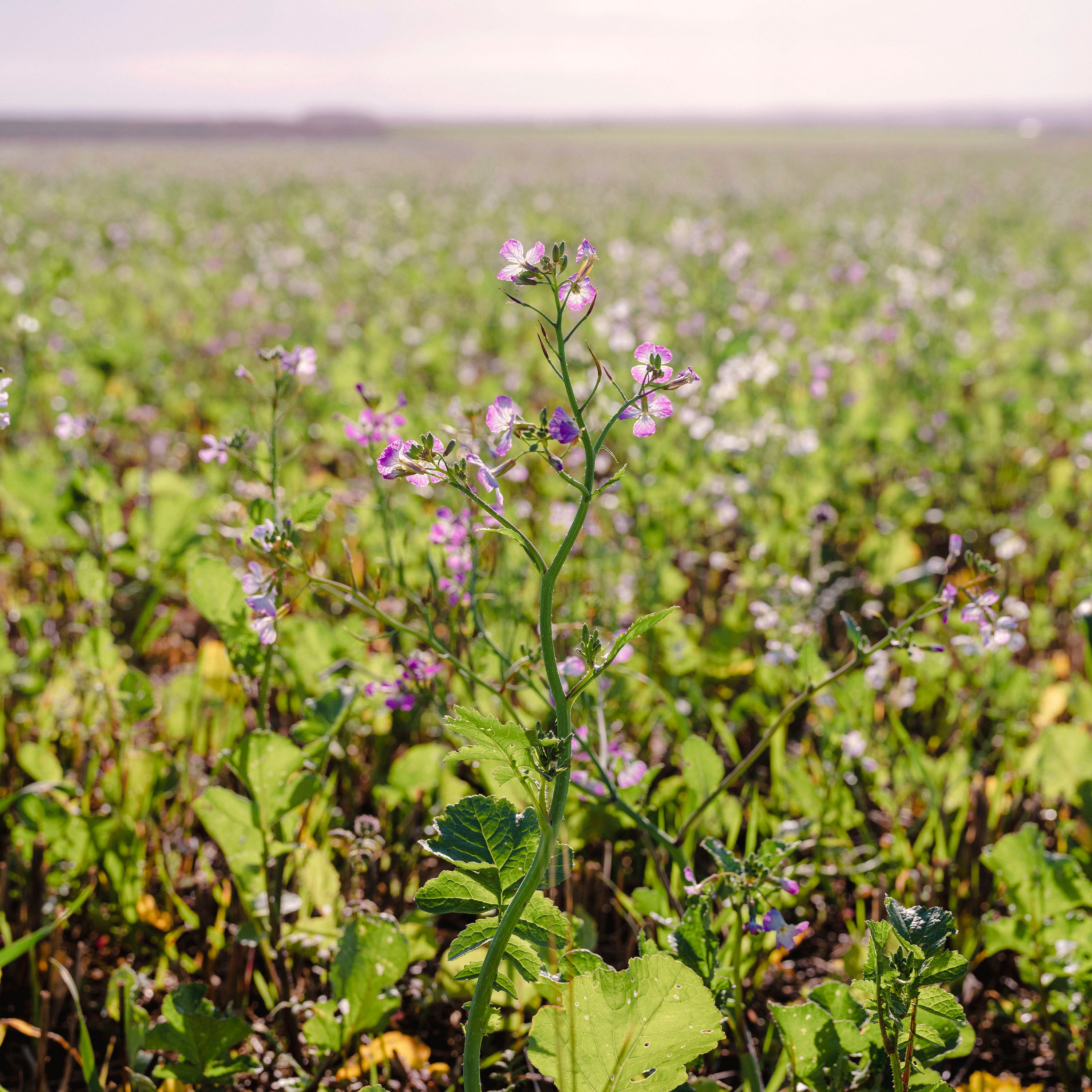 Spring drilling and cover crops